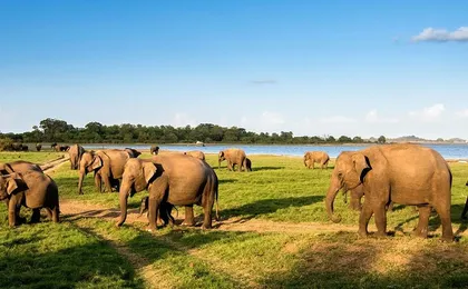 Udawalawe Safari Tour from Hambantota