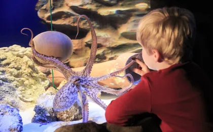 Entrance tickets to discover Hannover Sea Life Aquarium