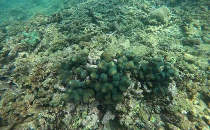 Snorkeling in Unawatuna