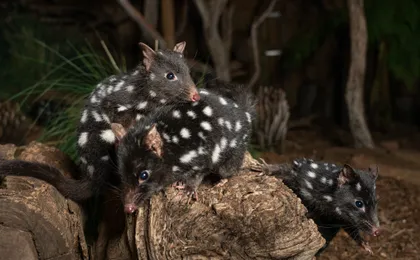 Bonorong Wildlife Sanctuary Night Tour