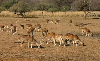 11-Day Luxury Motor Bike Tour of Rajasthan and Agra from Delhi