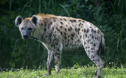 Zoo Miami general admission tickets or food package