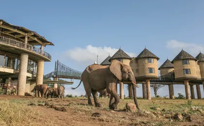Two-day wildlife safari from Mombasa with stay at Salt Lick Lodge