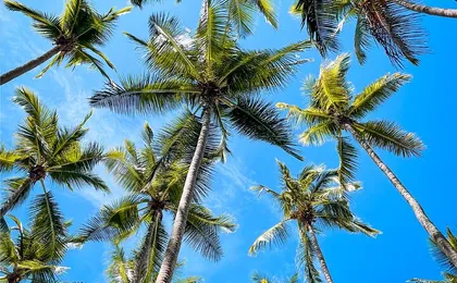 Visit Tortuga Island with Lunch from San José