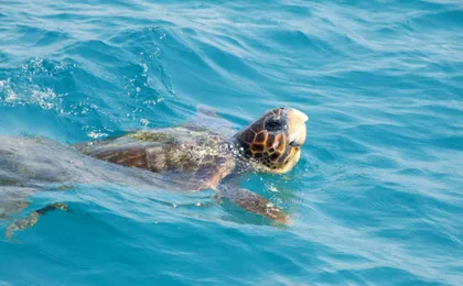 Turtle Cruise to Marathonisi and Keri Peninsula
