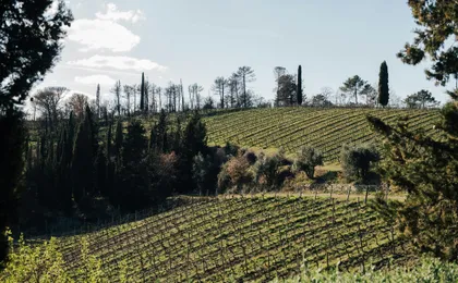 Wine Experience through Chianti Hills from Florence