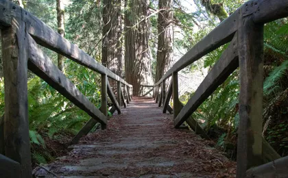 Audio-guided driving tour to Redwood National & State Parks