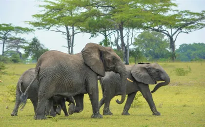 Nyerere National Park two-day safari with bush walk and boat cruise