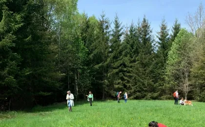 Heilbronn wild plant foraging guided walk