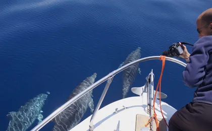 Sardinia Dolphin Watching Boat Cruise