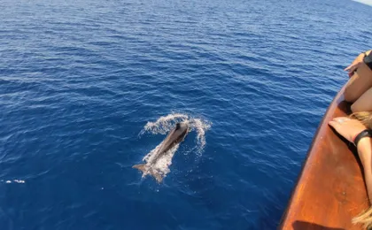 Dolphin watching in Tarifa from the coast of Cádiz with pickup