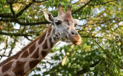 Day ticket for Paignton Zoo on the English Riviera