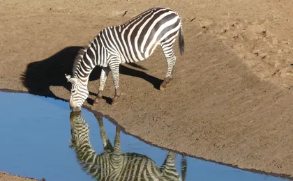 Two-day wildlife safari from Mombasa with stay at Salt Lick Lodge