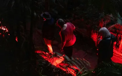 Evening rainforest and glow worm tour