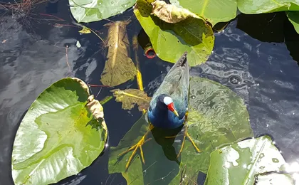 Everglades National Park nature walk & air boat ride
