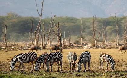 4-Day From Zanzibar Manyara, Serengeti & Ngorongoro Best Luxury Safari