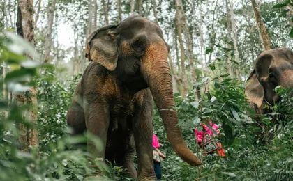 Half day elephant encounter from Phuket