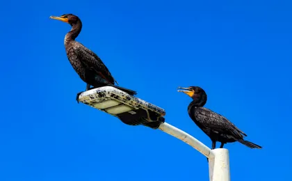 Explore Sisal Attractions and Ojo de Agua La Carbonera