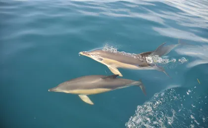 Caves in the Algarve and dolphin-watching boat tour from Albufeira