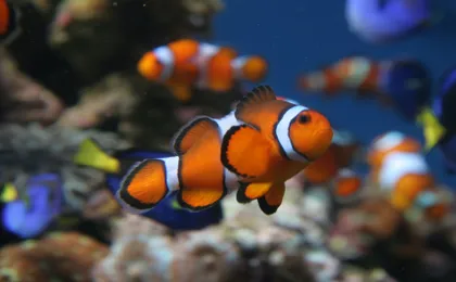 Aquarium of the Pacific Tickets