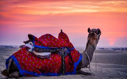 Self Guided Bikaner City Tour With Drop Off at Jaisalmer