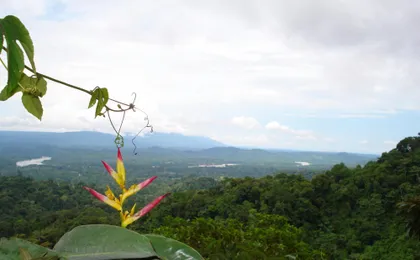 Napo Province primary rainforest guided tour with a local