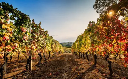 A journey through Barolo's finest vintages