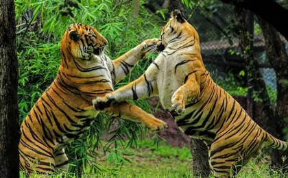 One Way Tour From Agra To Jaipur With Ranthambore Tiger Safari