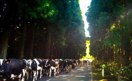 Terceira Island full-day guided tour
