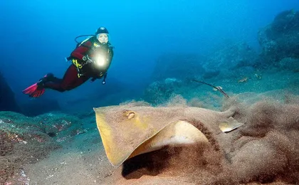 Discover Scuba Diving in Madeira Ticket