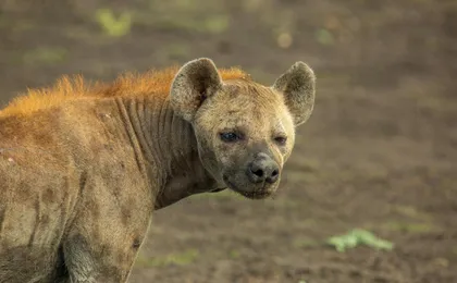 Nyerere National Park two-day safari with bush walk and boat cruise