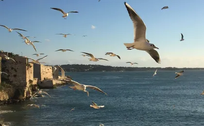 Ortygia boat ride