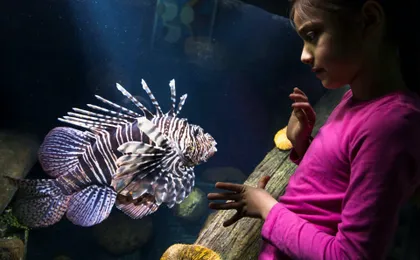 Entrance tickets to discover Speyer Sea Life aquarium
