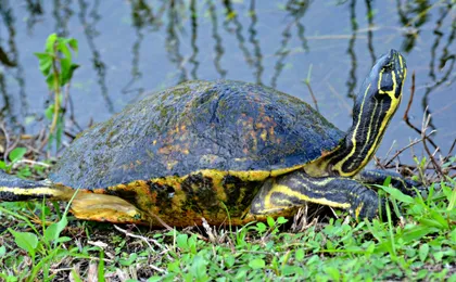 Everglades National Park airboat tour with pick-up from Miami