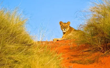 Hluhluwe Imfolozi Safari Day Tour (7)
