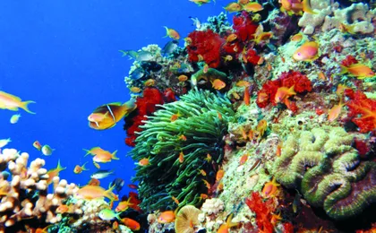 Coral viewing glass bottom-boat tour in Aqaba with open buffet