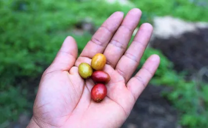 Salto del Tequendama y Hacienda Cafetera desde Bogotá – Naturaleza y Café en un día