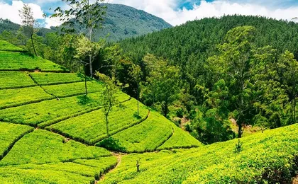 Nuwara Eliya to Bentota Transfer