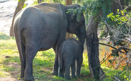 Yala National Park 4x4 safari with a local guide