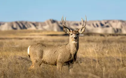 Guadalupe Mountains National Park self-guided driving and walking tour
