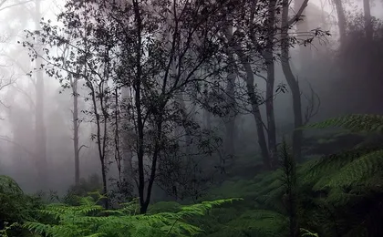 Sinharaja Rain Forest Tour from Hambantota