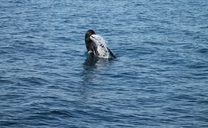 Dolphin watching in Tarifa from the coast of Cádiz with pickup