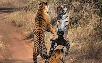2 Days: Ranthambore Tiger Safari From Jaipur With Drop At Agra