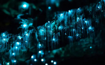 Waitomo Glowworm Cave Tour with Boat Ride