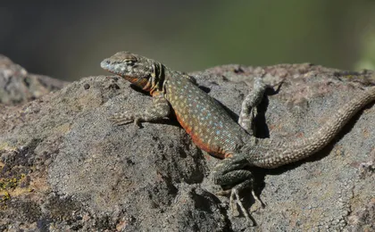 Joshua Tree's Hidden Valley self-guided walking audio tour