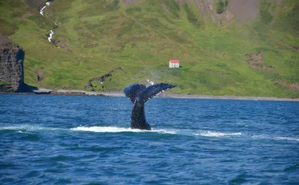 Whale Watching in Husavik