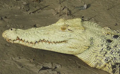 Spectacular Jumping Crocodile Cruise on the Adelaide River