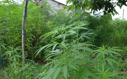ZULU ORACLE & HERBALIST EXPERIENCE