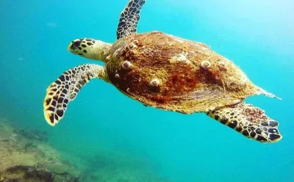 Scuba Diving in Unawatuna