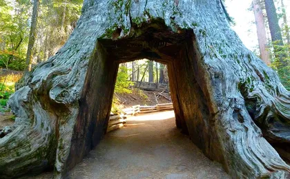7 Day National Parks Tour from Las Vegas to San Francisco via Grand Canyon with Lodging